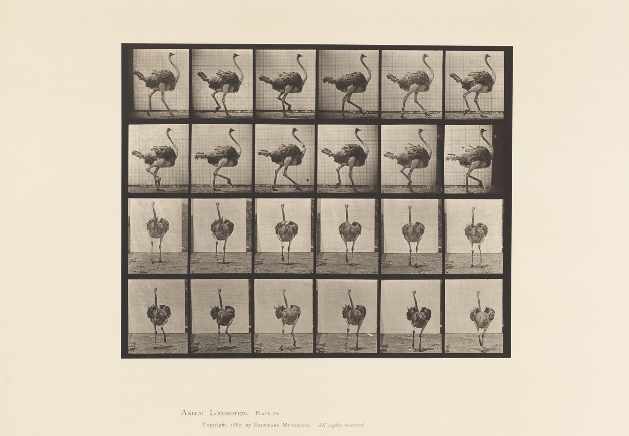 Talíř 772. Pštros; Chůze od Eadweard Muybridge