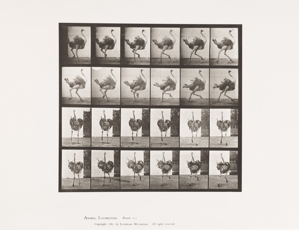 Talíř 773. Pštros; Běh od Eadweard Muybridge