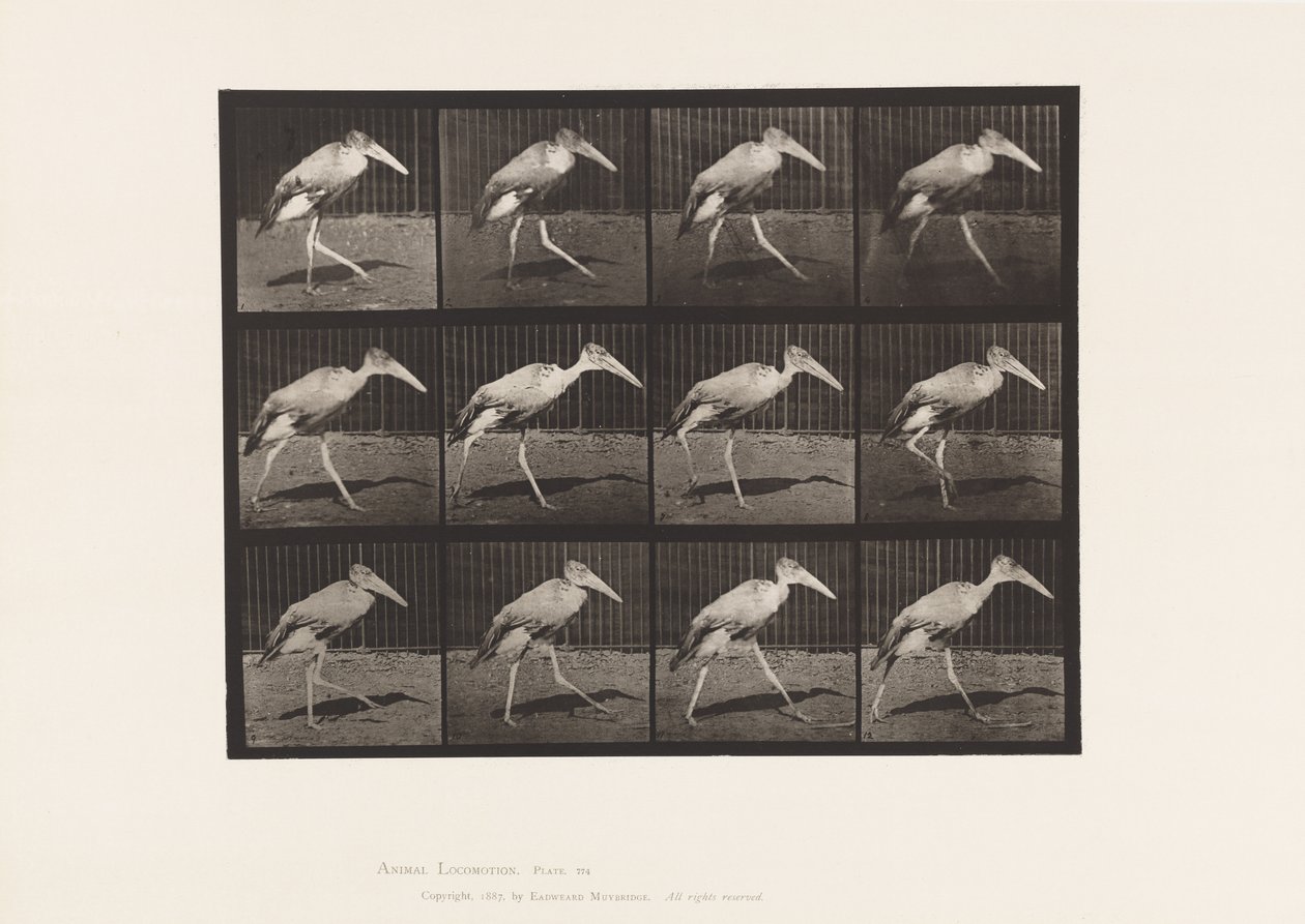 Deska 774. Adjutant; Chůze od Eadweard Muybridge