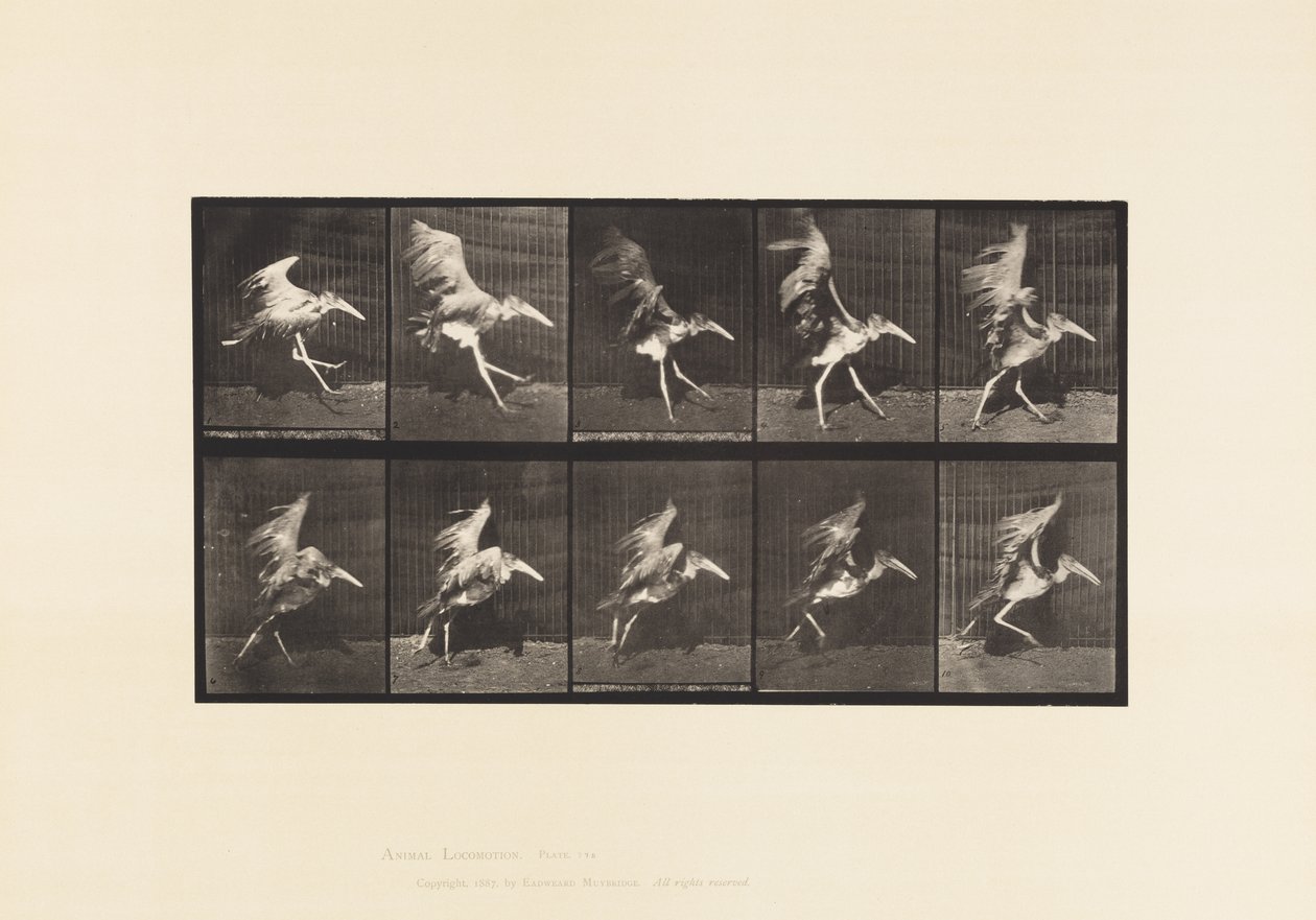 Deska 775. Adjutant; Létající běh od Eadweard Muybridge
