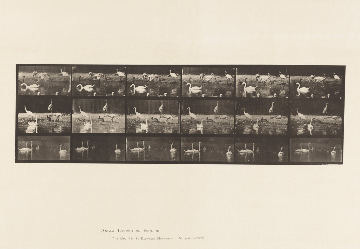 Talíř 776. Čápi; Labutě atd., A, B, C od Eadweard Muybridge