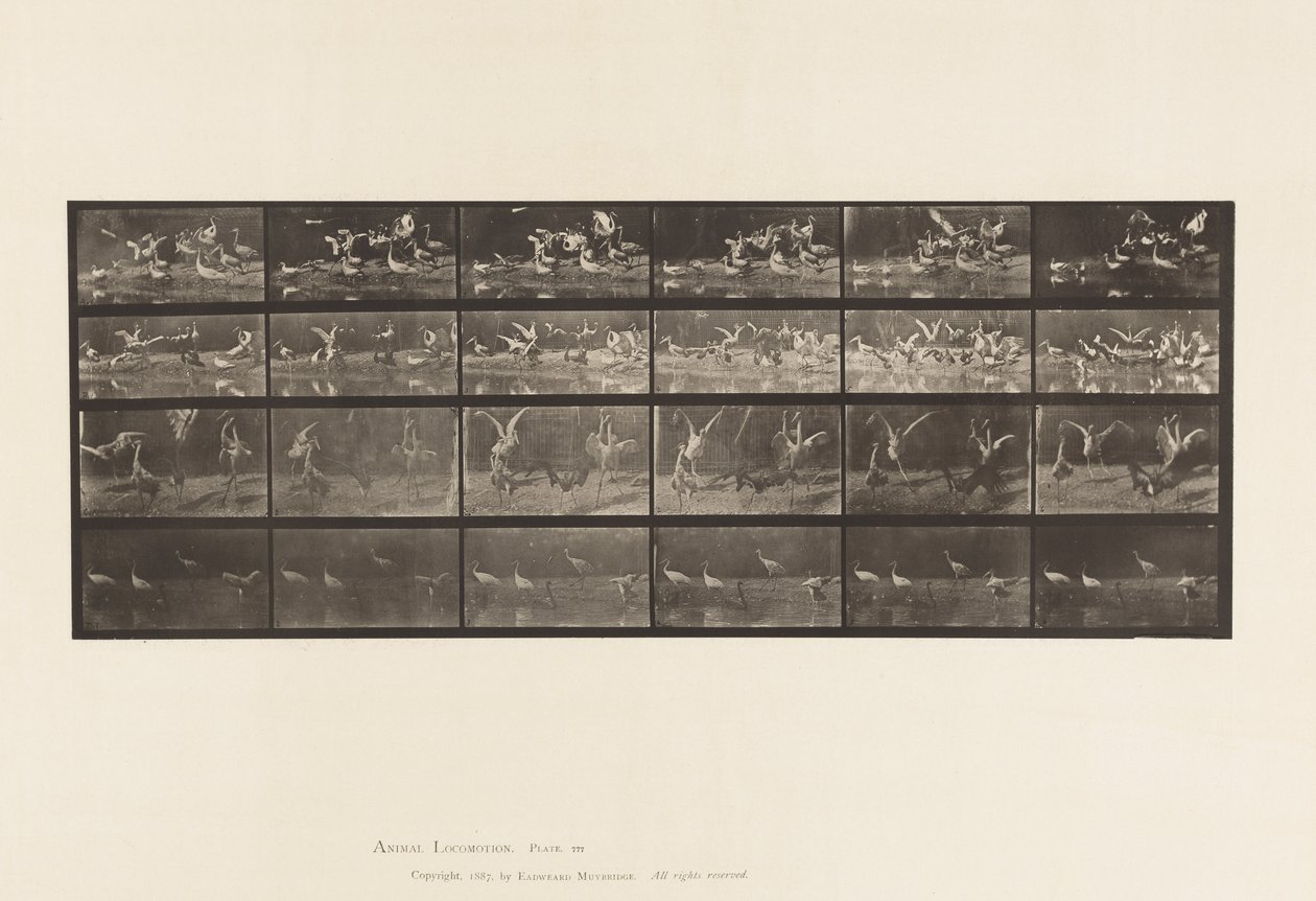 Talíř 777. Čápi; atd., A, B, C, D od Eadweard Muybridge