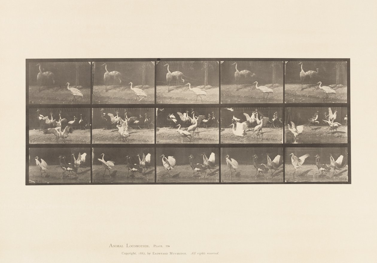 Talíř 778. Čápi; atd, A, B, C od Eadweard Muybridge