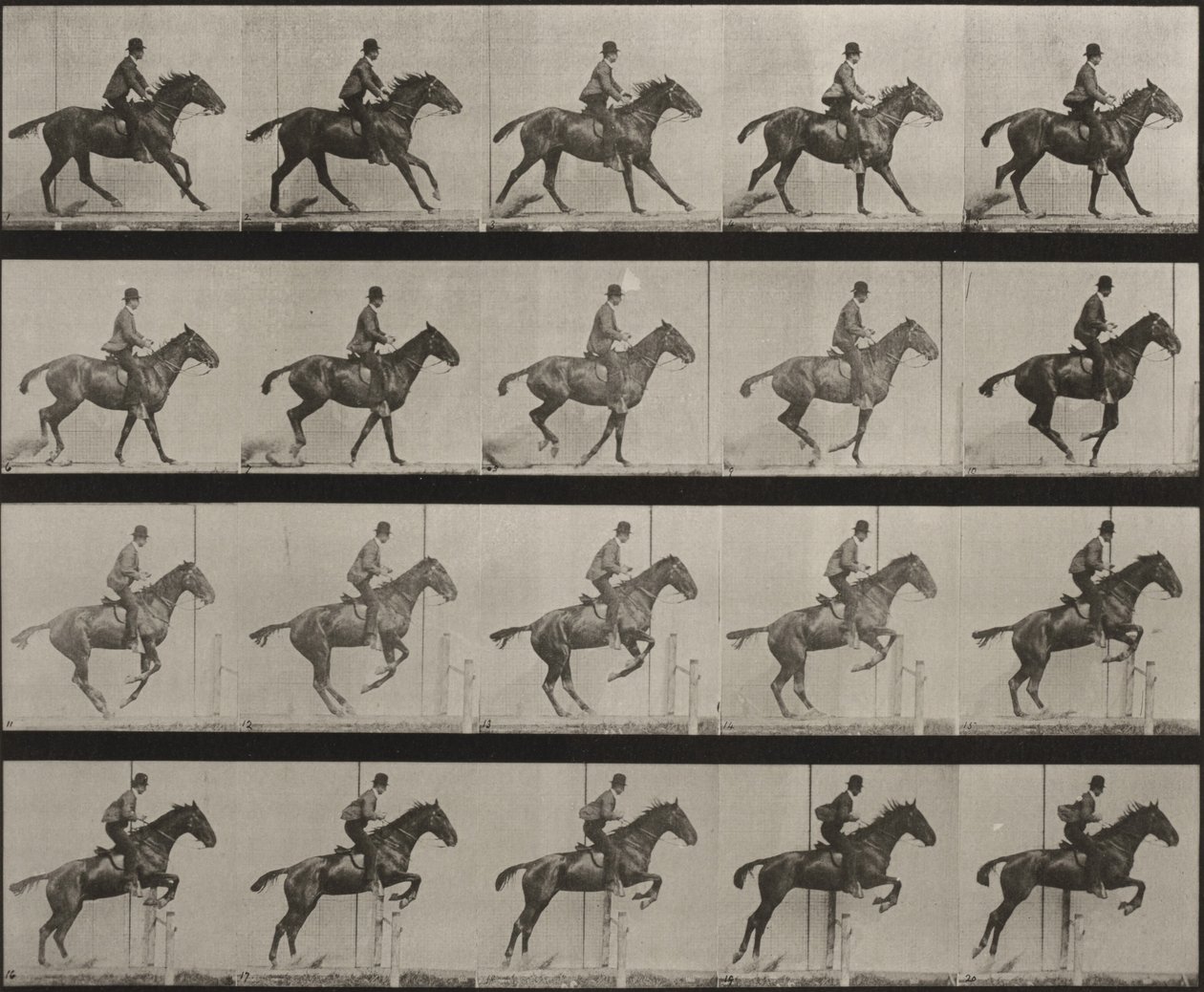 Deska číslo 636. „Daisy“ skáče přes překážku, osedlaná, připravuje se ke skoku od Eadweard Muybridge