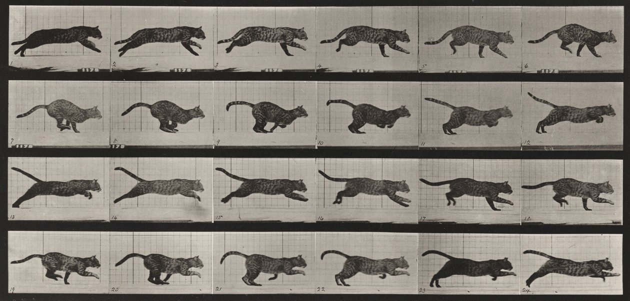 Tabule číslo 720. Kočka; ve cvalu od Eadweard Muybridge