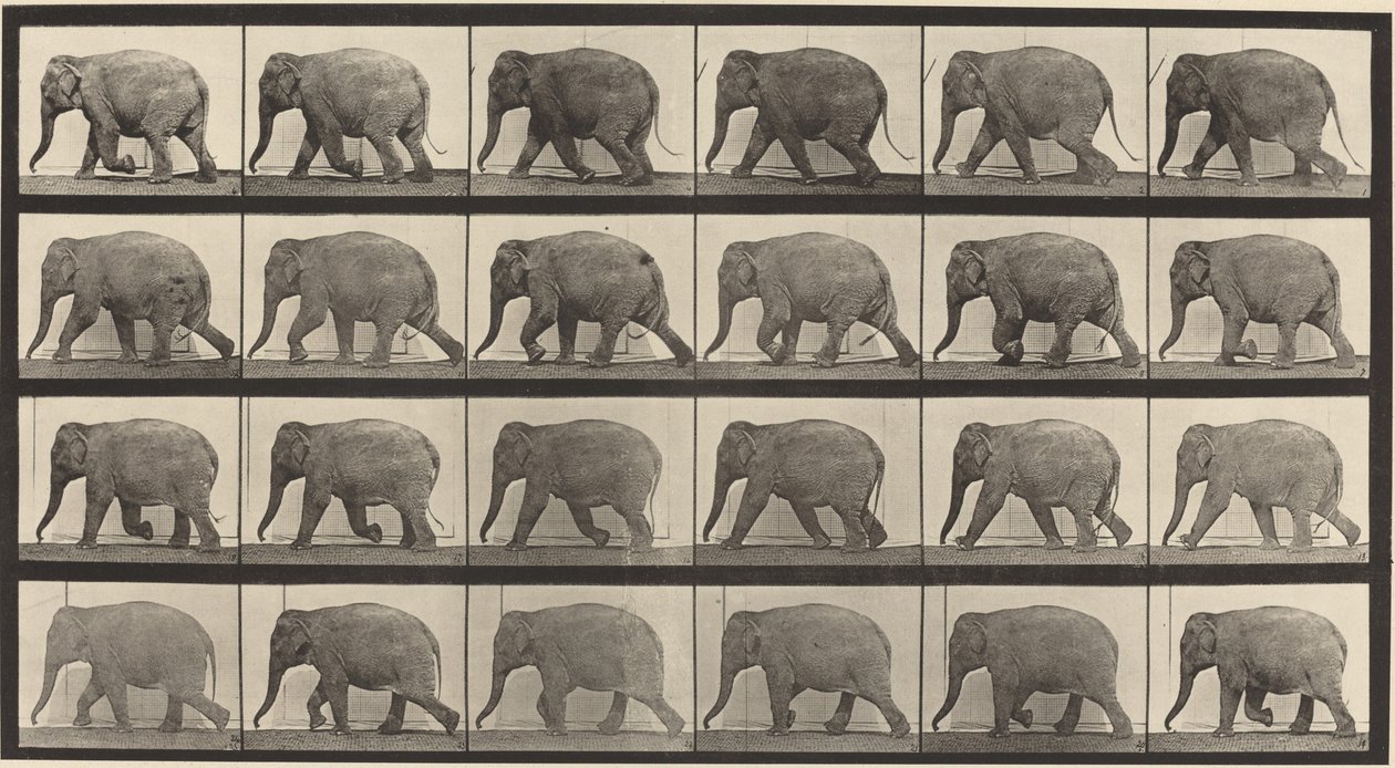 Číslo desky 733. Sloní chůze od Eadweard Muybridge