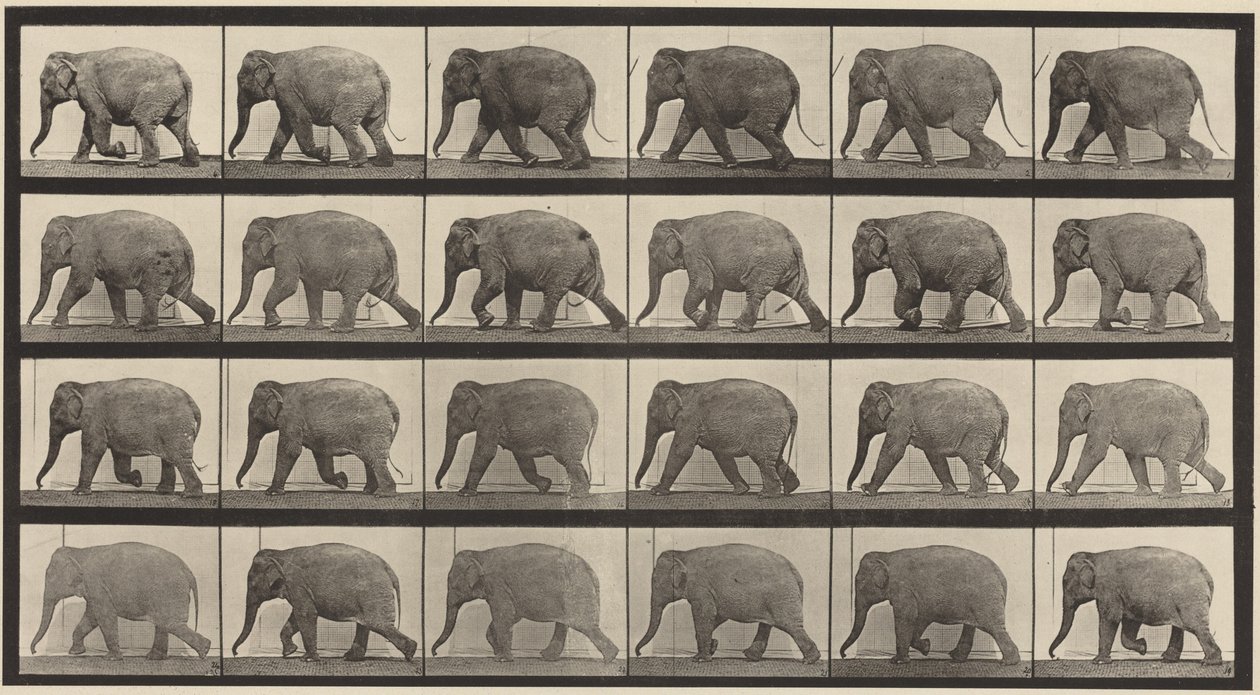 Tabule číslo 733. Kráčející slon od Eadweard Muybridge