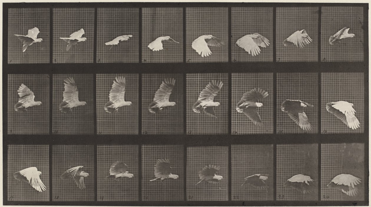 Číslo desky 758. Kakadu létající od Eadweard Muybridge