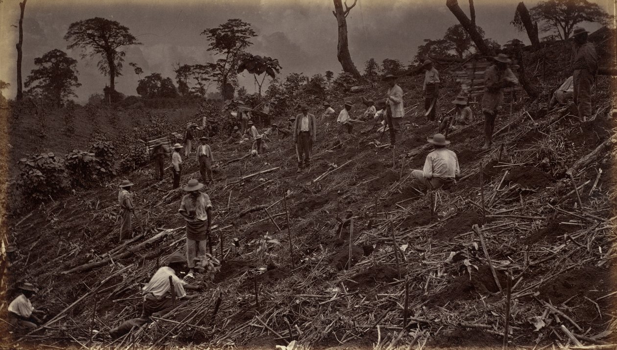 Zakládání kávové plantáže v Antigua de Guatemala od Eadweard Muybridge