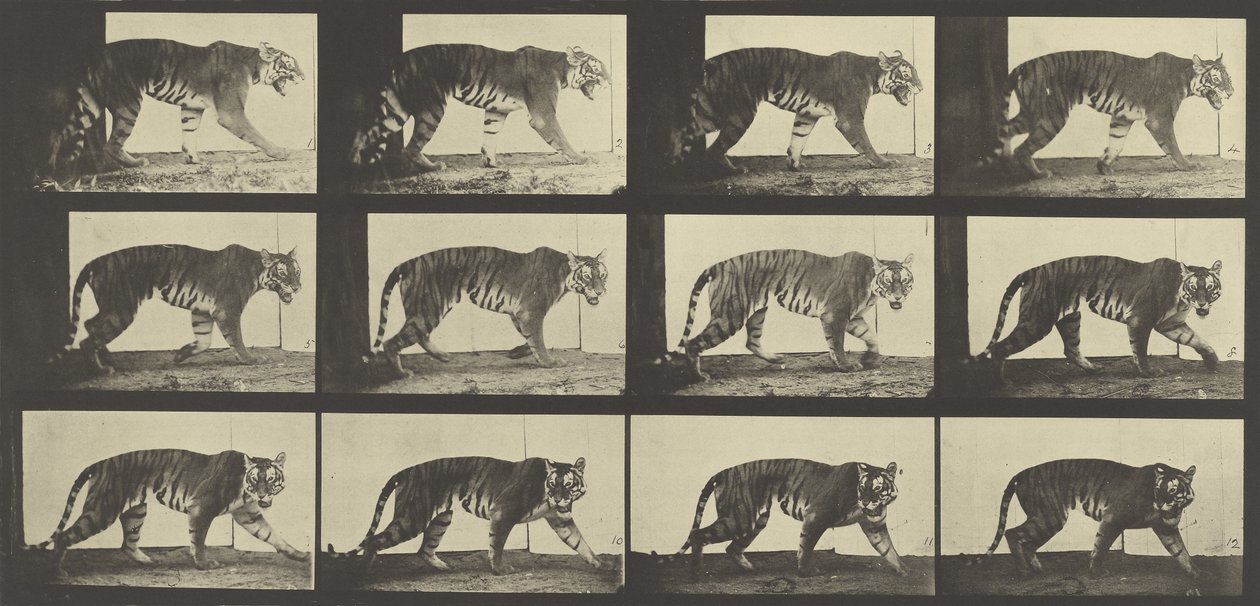 Tiger Walking, deska 729 od Animal Locomotion, 1887 od Eadweard Muybridge