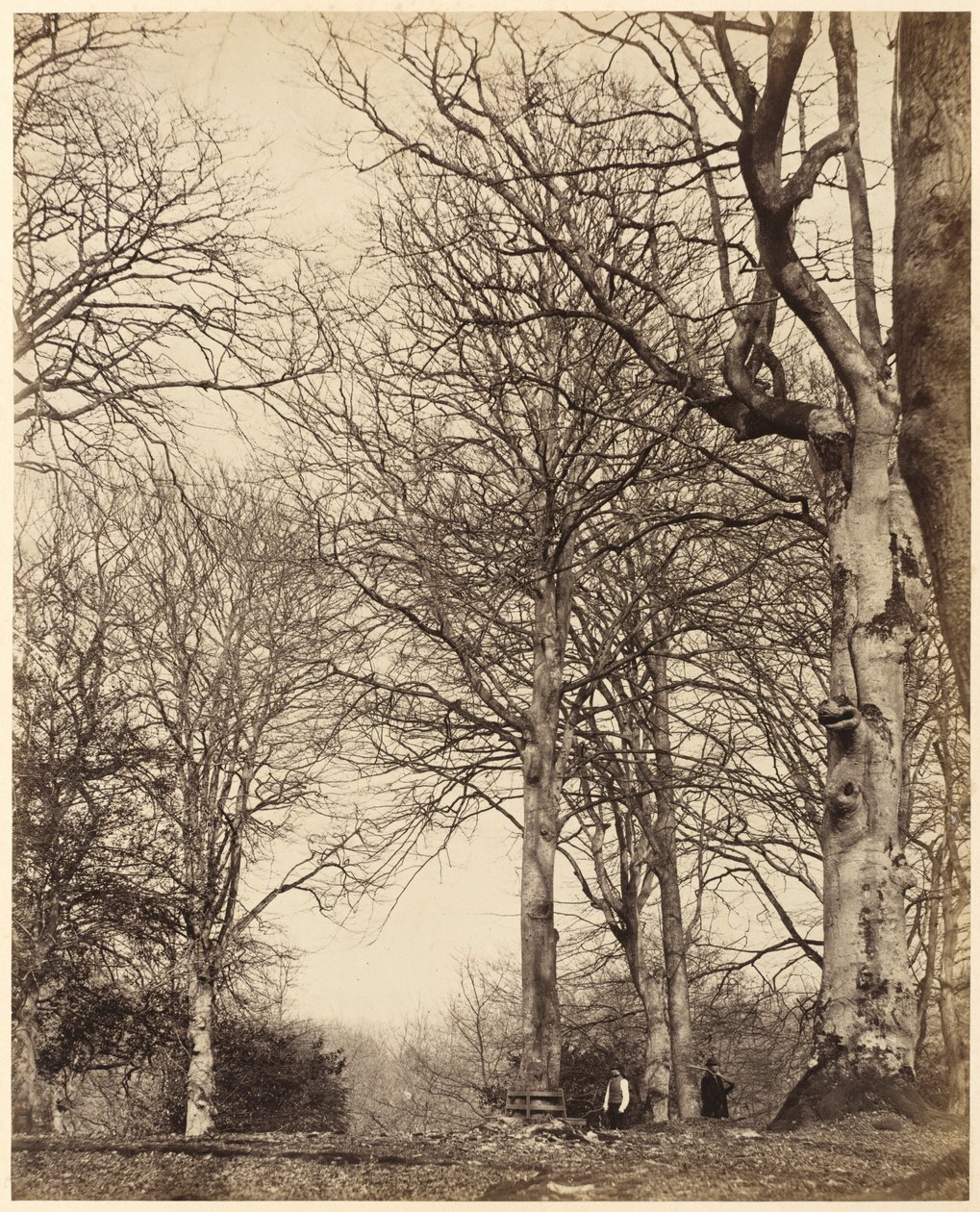 Buk královny Adelaide,1864 (foto) od Earl of Caithness