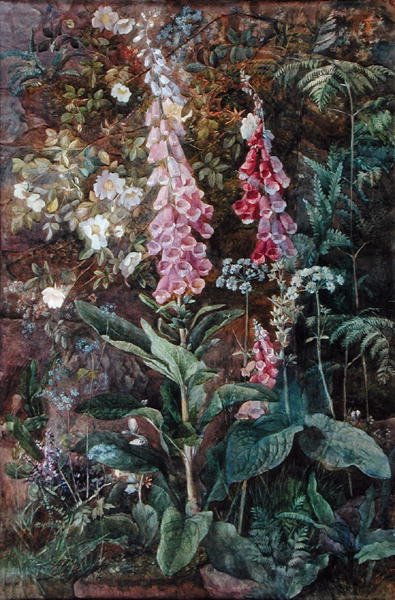 Digitalis Purpurea a Rosa Rugosa (akvarel na papíře) od Edith Isabel Barrow