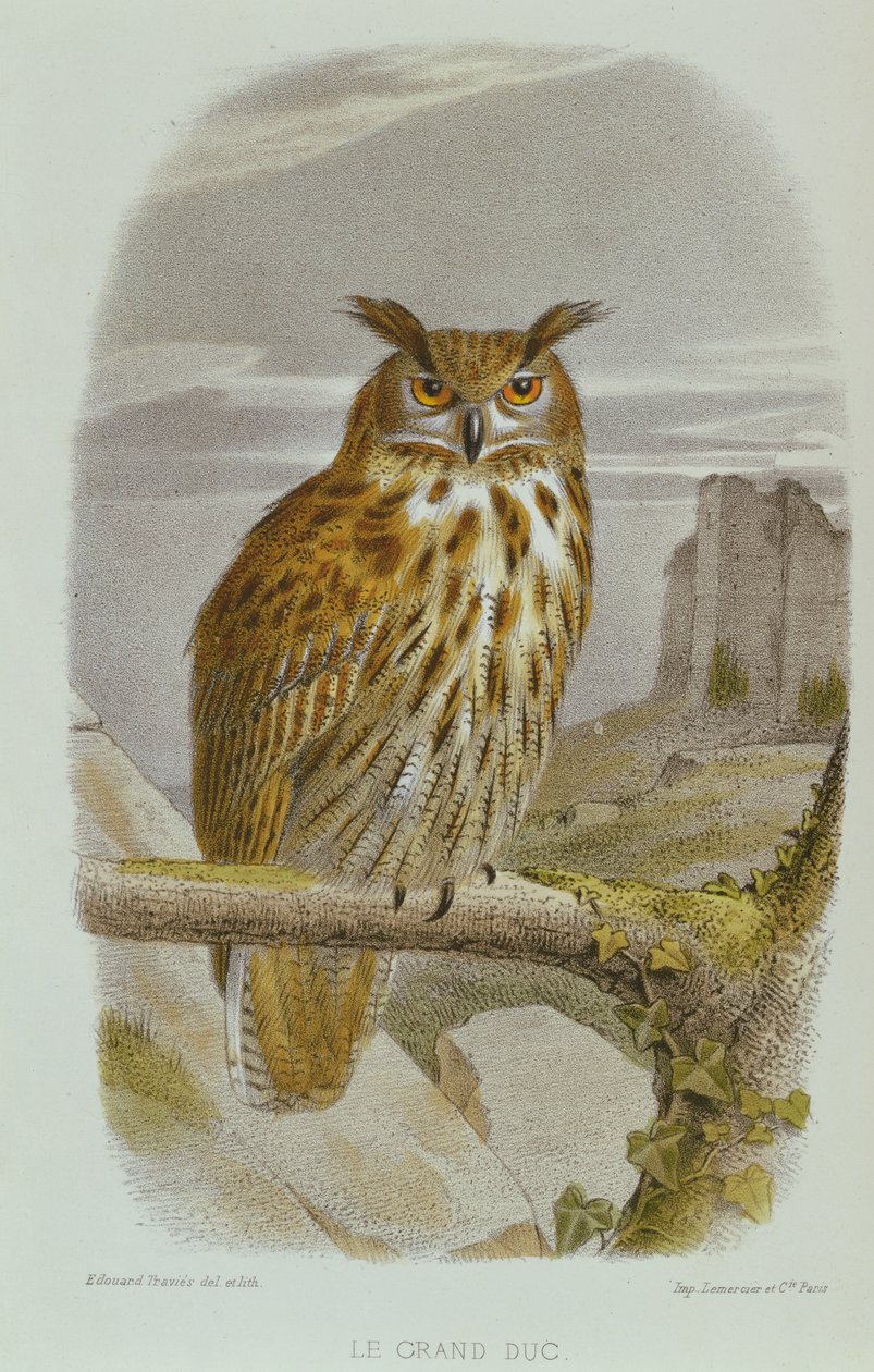 Výr velký (Bubo Bubo) od Edouard Travies
