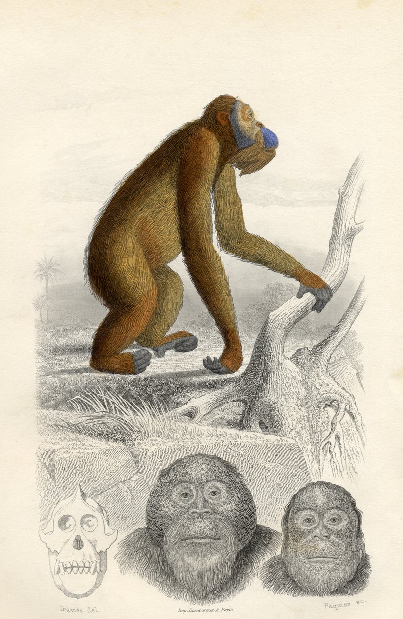 Orangutan, vyrytý Paquienem od Edouard Travies