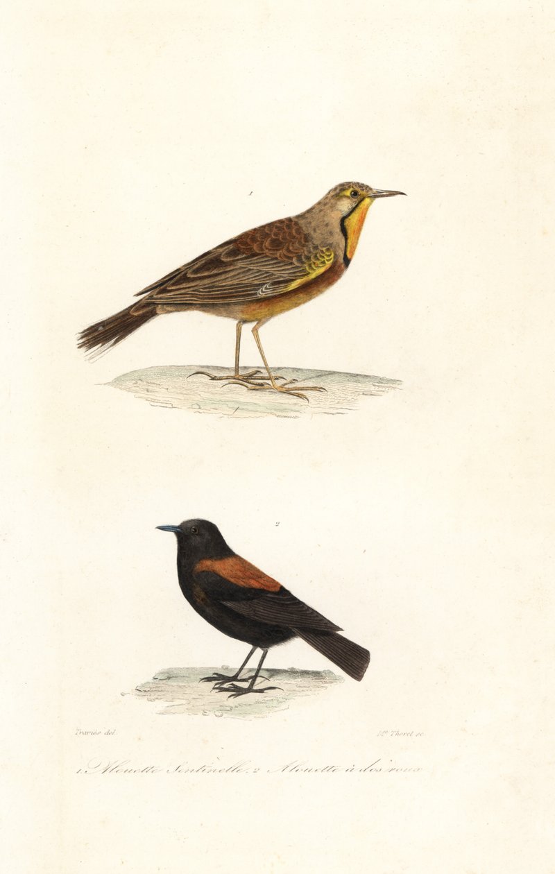 Cape longclaw a patagonské negrito. od Edouard (after) Travies