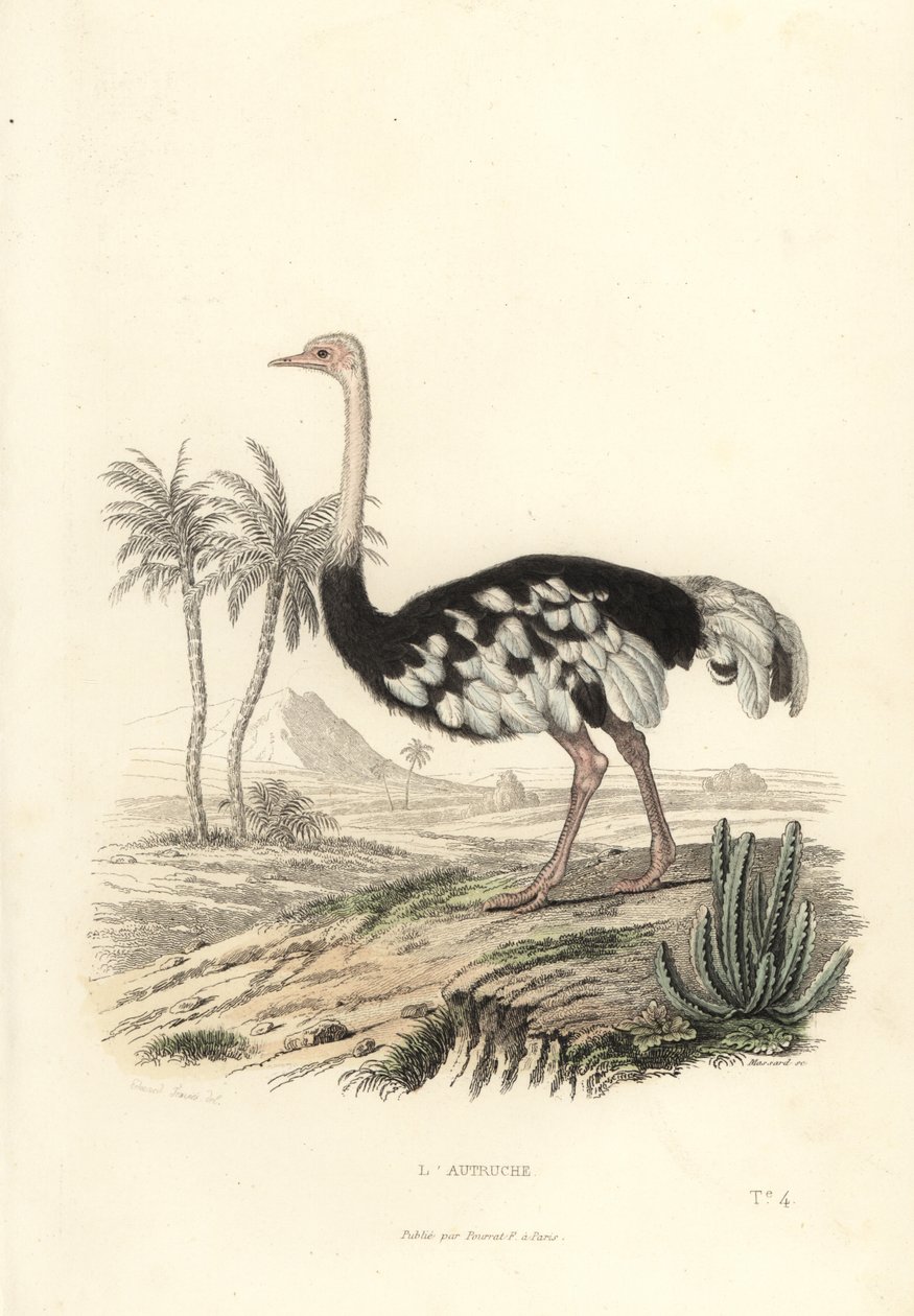Pštros obecný, Struthio camelus. od Edouard (after) Travies