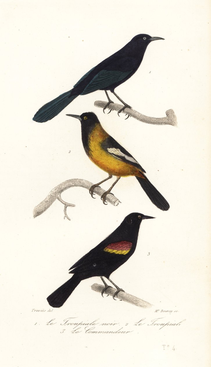Velkoantilský grackle, žluva Audubonova a červenokřídlá černá od Edouard (after) Travies