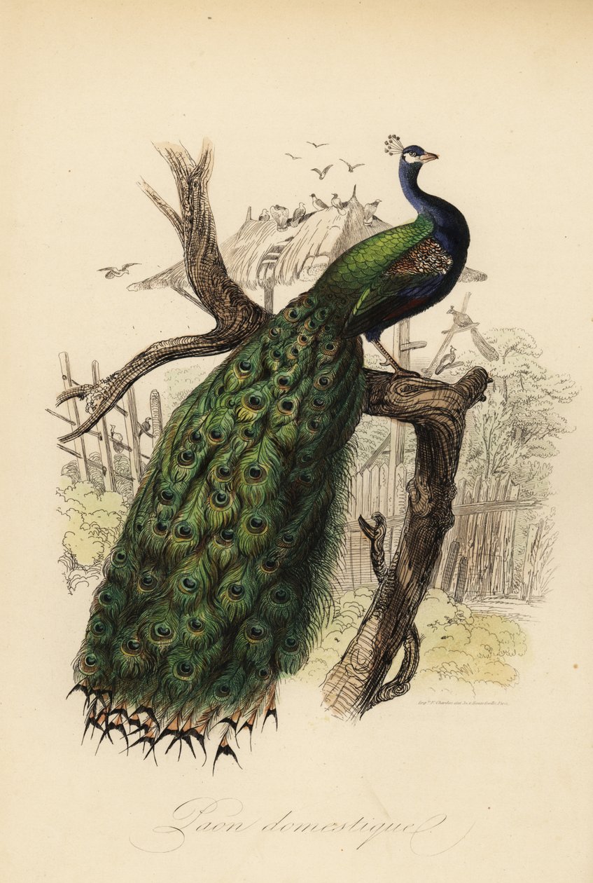 Páv indický, Pavo cristatus od Edouard (after) Travies