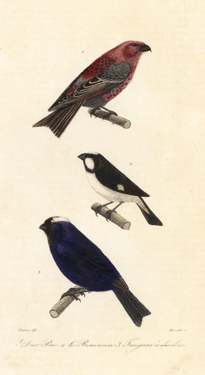 Pine grosbeak, lemovaný secí a tanager s diadémem. od Edouard (after) Travies