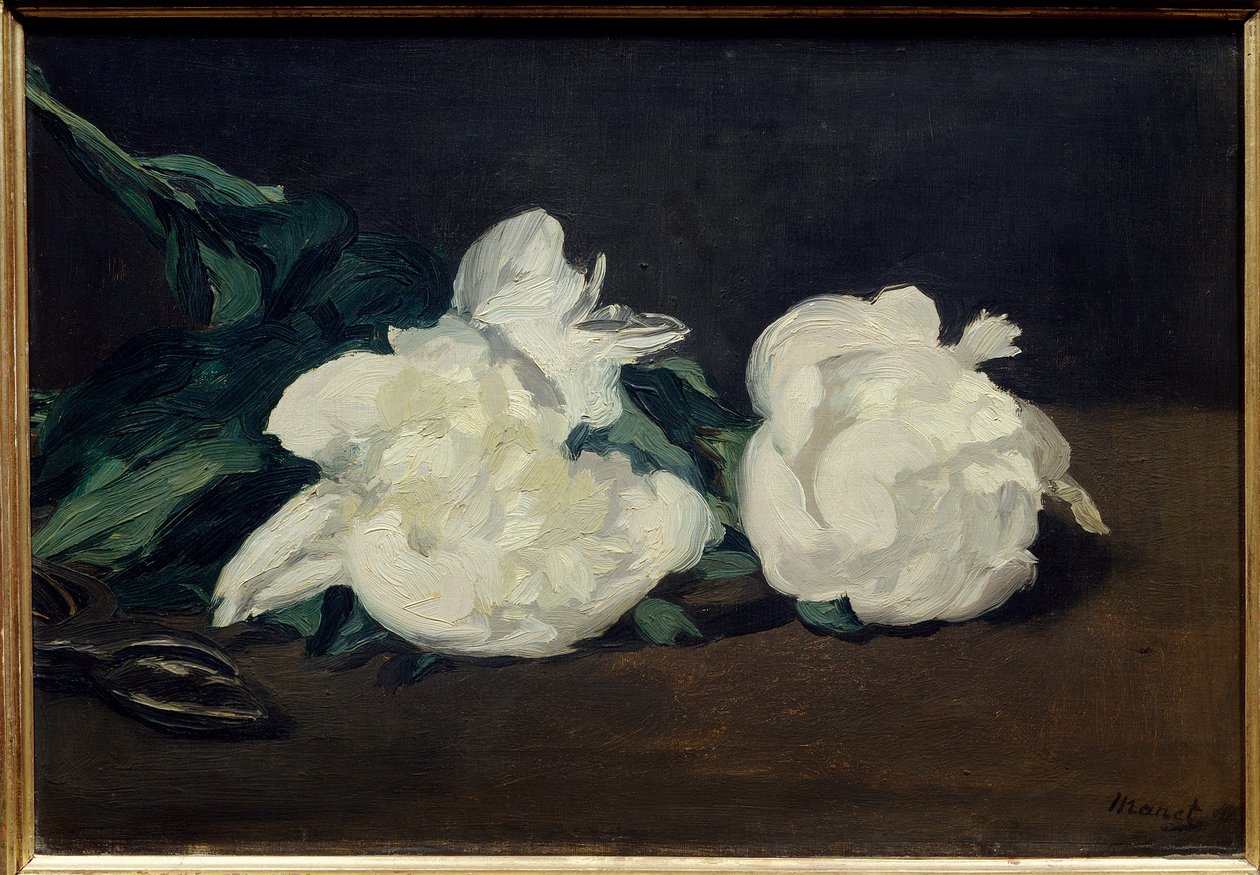 Větev bílých pivoněk a zahradní nůž Malba Edouarda Maneta (1832-1883) 1864 Rozm. 0,31 x 0,46 m. Paříž. Muzeum Orsay od Édouard Manet