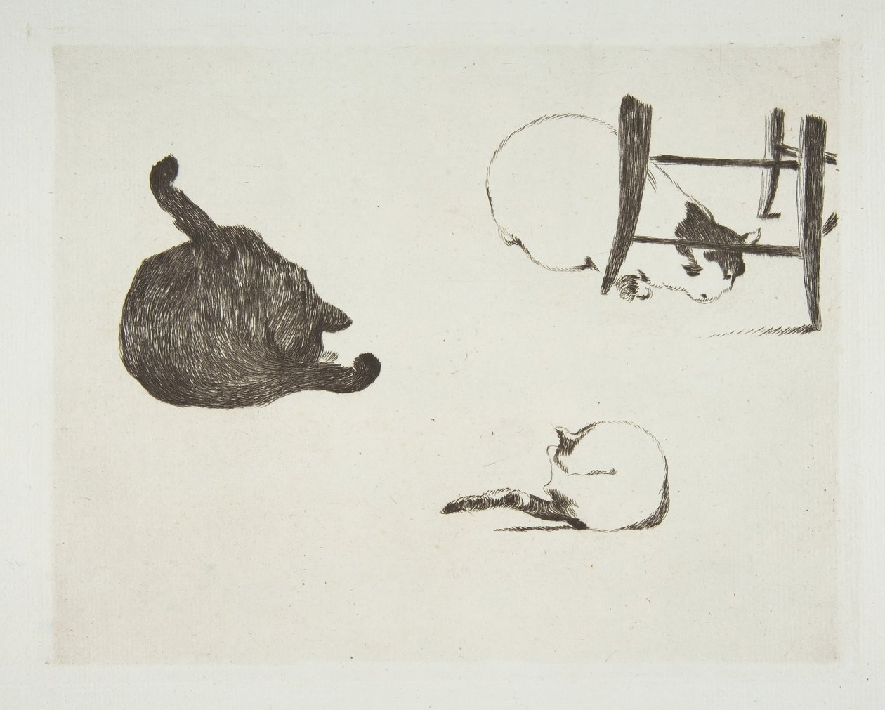 Kočky, 1868-69. od Édouard Manet