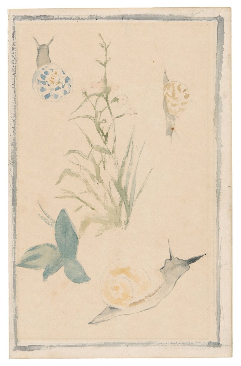 Manet - Náčrtky hlemýžďů, kvetoucí rostlina, 1864-68 od Édouard Manet