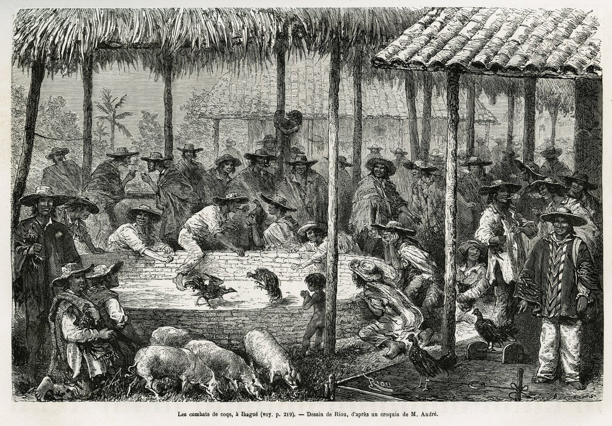 Kohoutí zápasy a pouliční animace v Ibague (Kolumbie), kresba Riou, k ilustraci příběhu Equinoxiale America (Kolumbie, Ekvádor, Peru), v letech 1875-1876, Ed. andre, pověření cestovní mise francouzské vlády. Rytina v Le tour du monde od Edouard Riou
