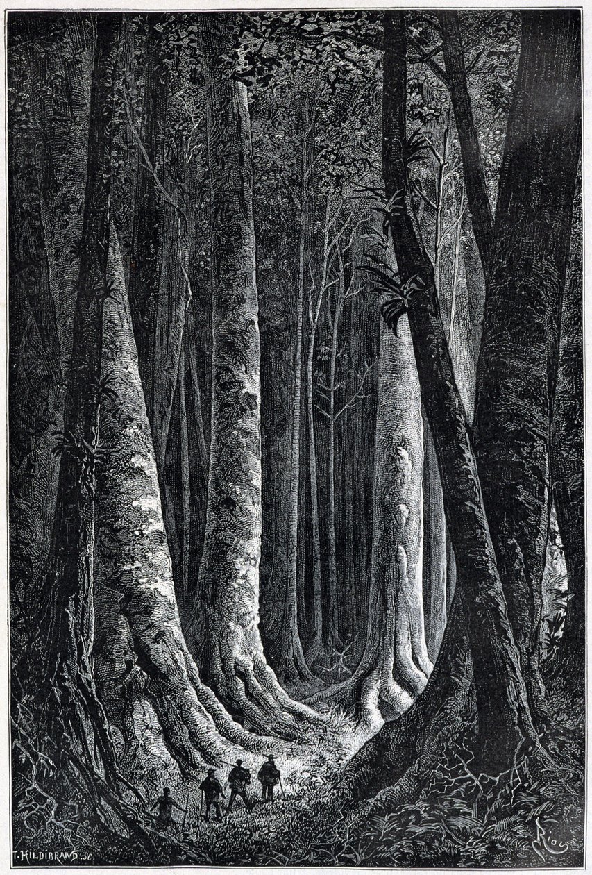 Les Francouzské Guyany, kresba Riou, “” Le Tour du Monde”, 2. sem. 1879. od Edouard Riou