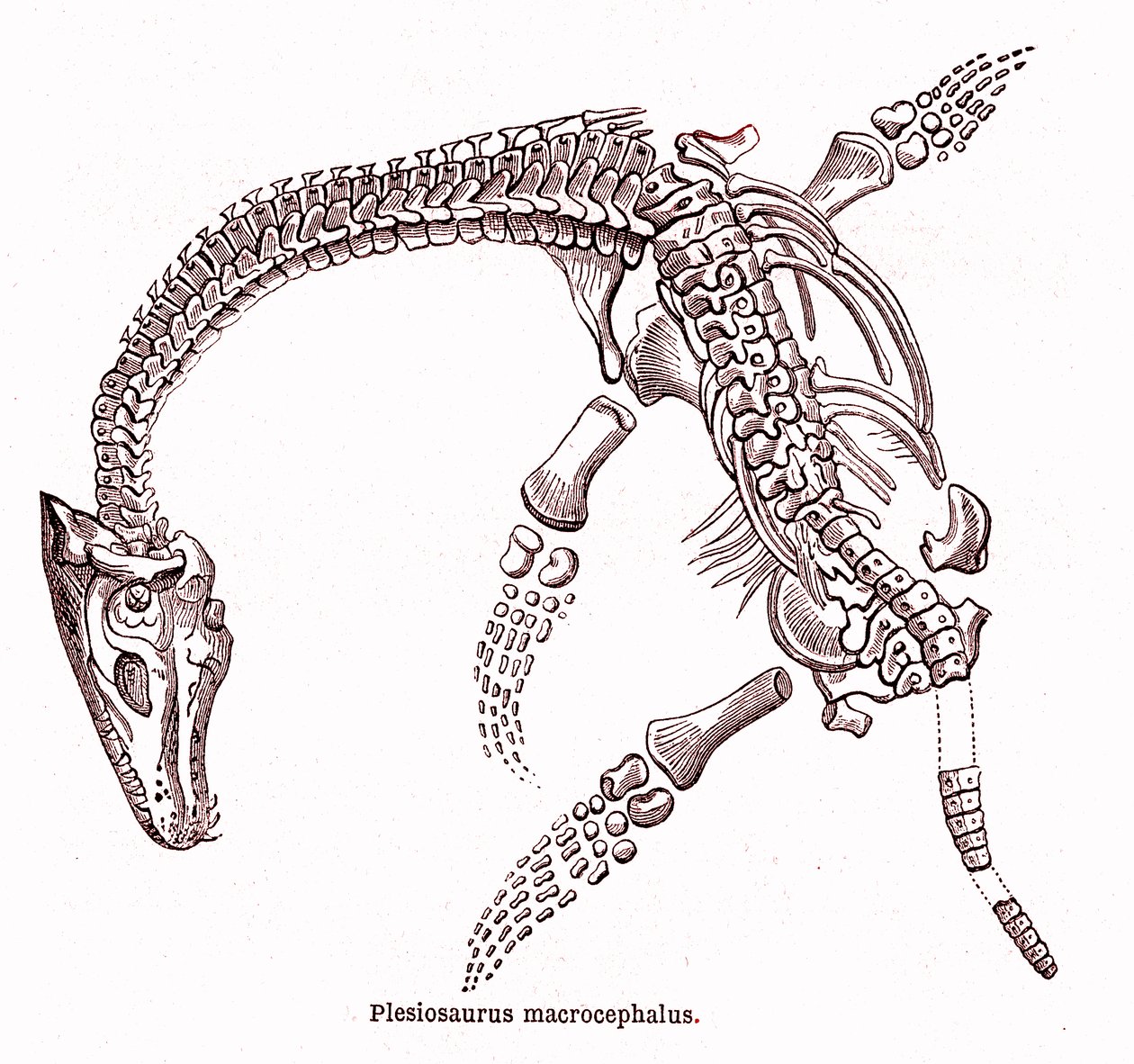 Plesiosaurus macrocephalus od Edouard Riou