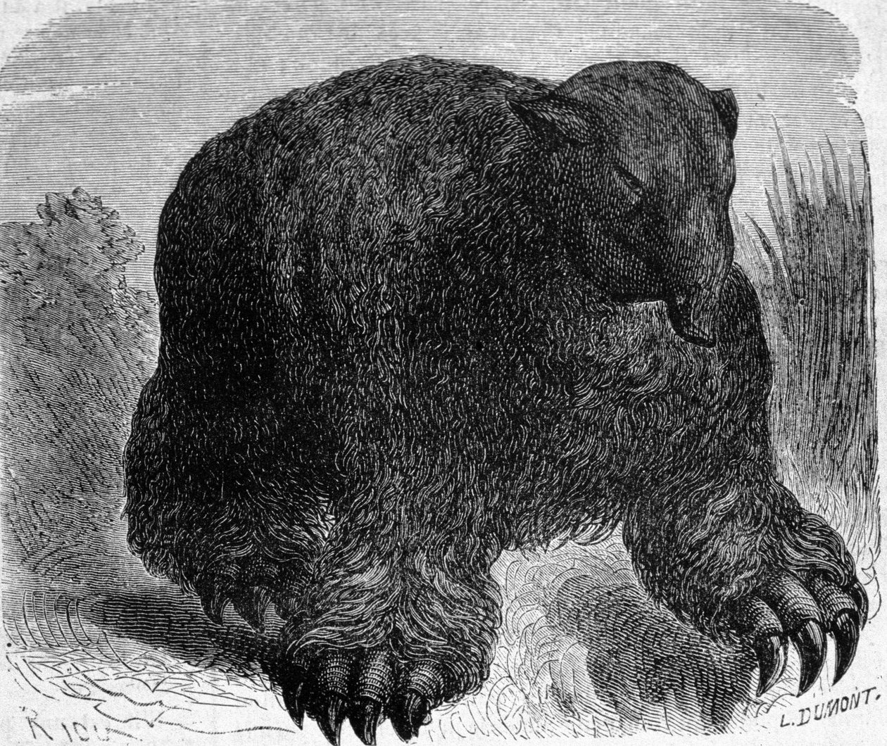 Pravěk: reprezentace megatheria (pozemského lenocha z rodiny slonů). Rytina Edouarda Rioua (1833-1900) z konce 19. století. od Edouard Riou