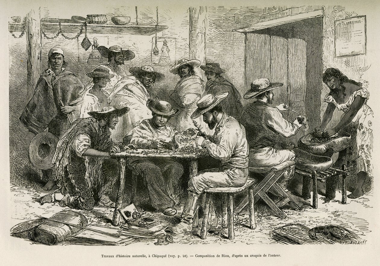 Přírodovědná díla v Chipaque (Kolumbie), příprava desikace rostlin pro herbář, pod zvědavým pohledem indiánů, kresba E.Riou, pro ilustraci cesty do rovnodenné Ameriky (Kolumbie, Ekvádor, Peru) , v roce 1875-1 od Edouard Riou