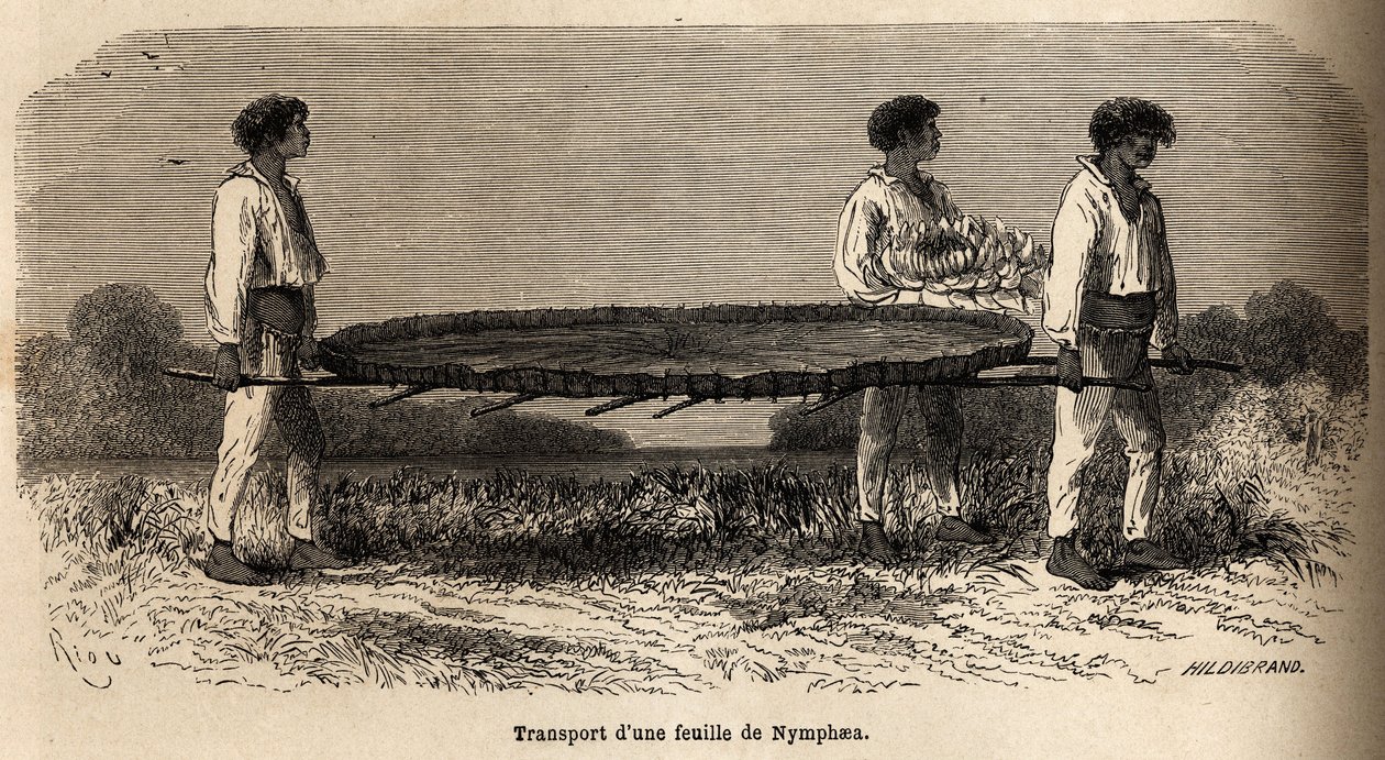 Transport listu a květu nymfey z jezera Nuna (perou), vzorková rezervace v herbáři P.Marcoy. Kresba Riou, pro ilustraci cesty z Tichého oceánu do Atlantského oceánu od Edouard Riou