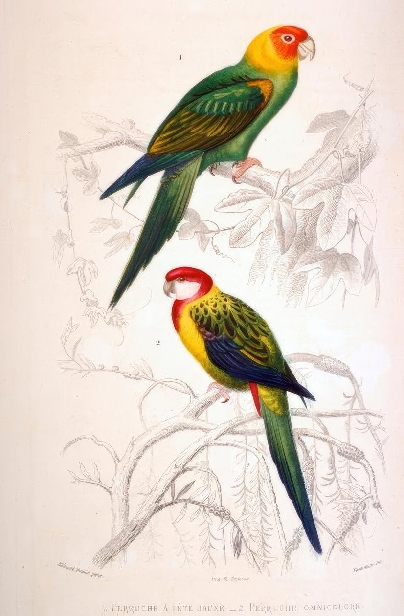 1. Andulka žlutohlavá. 2. Andulka všebarevná od Edouard Travies