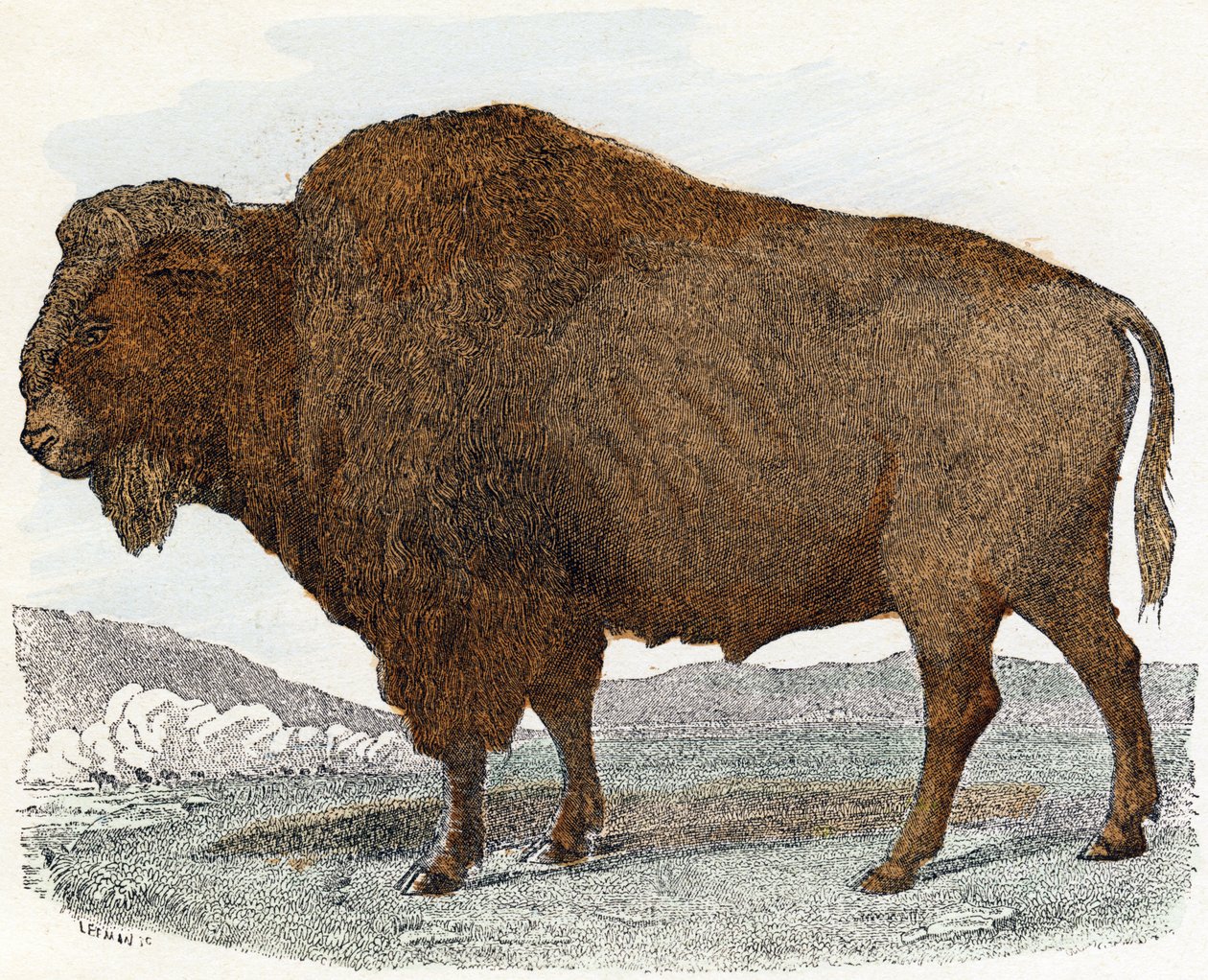 Bison z 