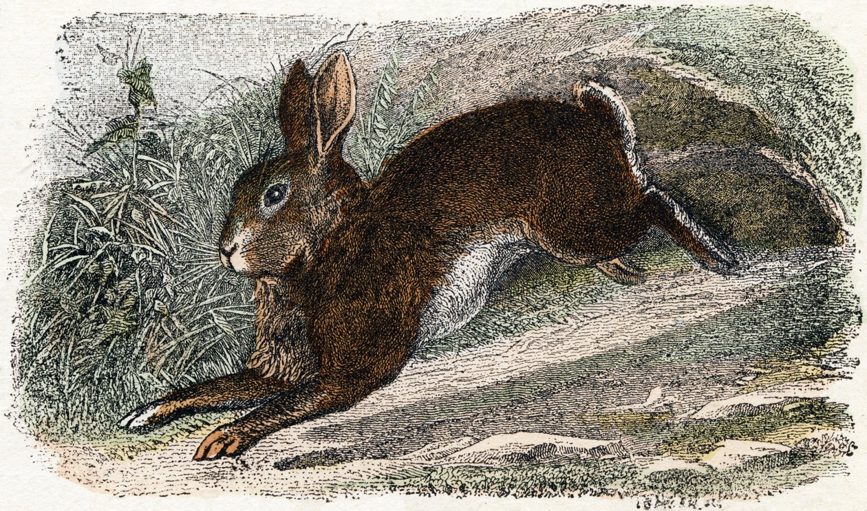 Králík Garenne – „Abeceda ilustruje zvířata“ 19. století (rytina) od Edouard Travies