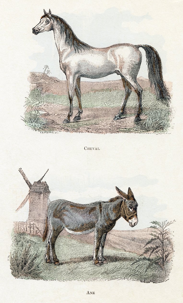 Kůň a osel – „Abeceda ilustruje zvířata“ 19. století (rytina) od Edouard Travies