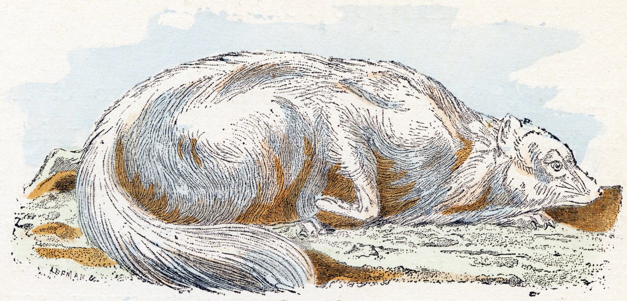 Isatis (polární nebo polární liška)- „Abeceda ilustruje zvířata“ 19. století (rytina) od Edouard Travies