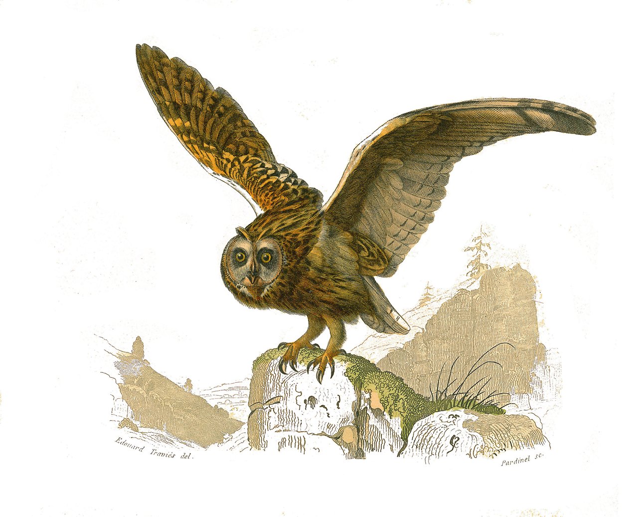 Přírodovědná tabule: Zoologická tabule zobrazující dravce ve dne. Sova. Deska čerpaná z devíti svazků o ptácích v knize „Dokončená díla Buffona“““, kterou napsal přírodovědec Georges Louis Leclerc, hrabě z Buffonu (1707-1788) v letech 1749 až 1785. I od Edouard Travies