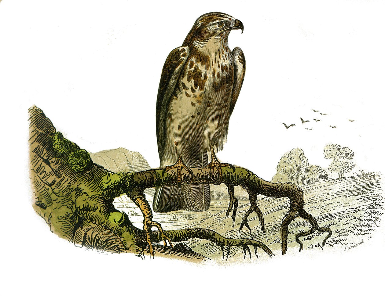 Natural History Board: Zoologická tabule představující dravce v noci. Jean le Blanc (Jean-Le-Blanc). Deska čerpaná z devíti svazků o ptácích v knize „Dokončená díla Buffona“““, kterou napsal přírodovědec Georges Louis Leclerc, hrabě z Buffonu (1707-1788 od Edouard Travies