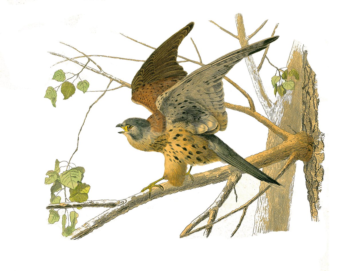 Natural History Board: Zoologická tabule představující dravce v noci. Řeřicha. Deska čerpaná z devíti svazků o ptácích v knize „Dokončená díla Buffona“““, kterou napsal přírodovědec Georges Louis Leclerc, hrabě z Buffonu (1707-1788) v letech 1749 až 1 od Edouard Travies