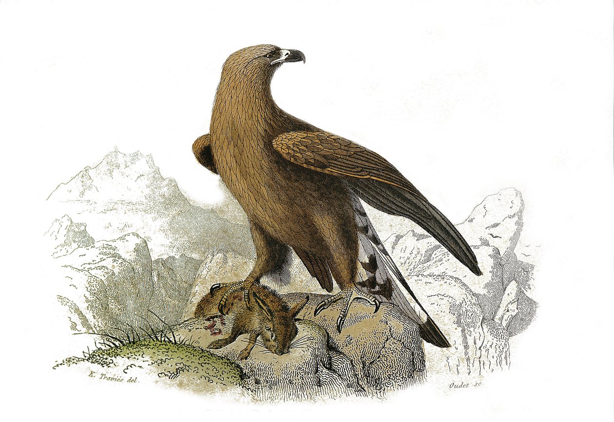 Natural History Board: Zoologická tabule představující dravce v noci. Velký orel. Deska čerpaná z devíti svazků o ptácích v "" Works Complete of Buffon """, kterou napsal přírodovědec Georges Louis Leclerc, hrabě z Buffonu (1707-1788) v letech 1749 od Edouard Travies