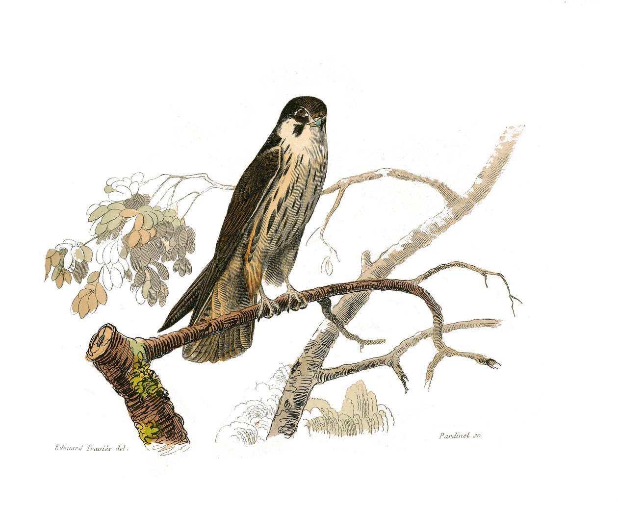 Natural History Board: Zoologická tabule představující dravce v noci. Hobereau. Deska čerpaná z devíti svazků o ptácích v "" Works Complete of Buffon """, kterou napsal přírodovědec Georges Louis Leclerc, hrabě z Buffonu od Edouard Travies