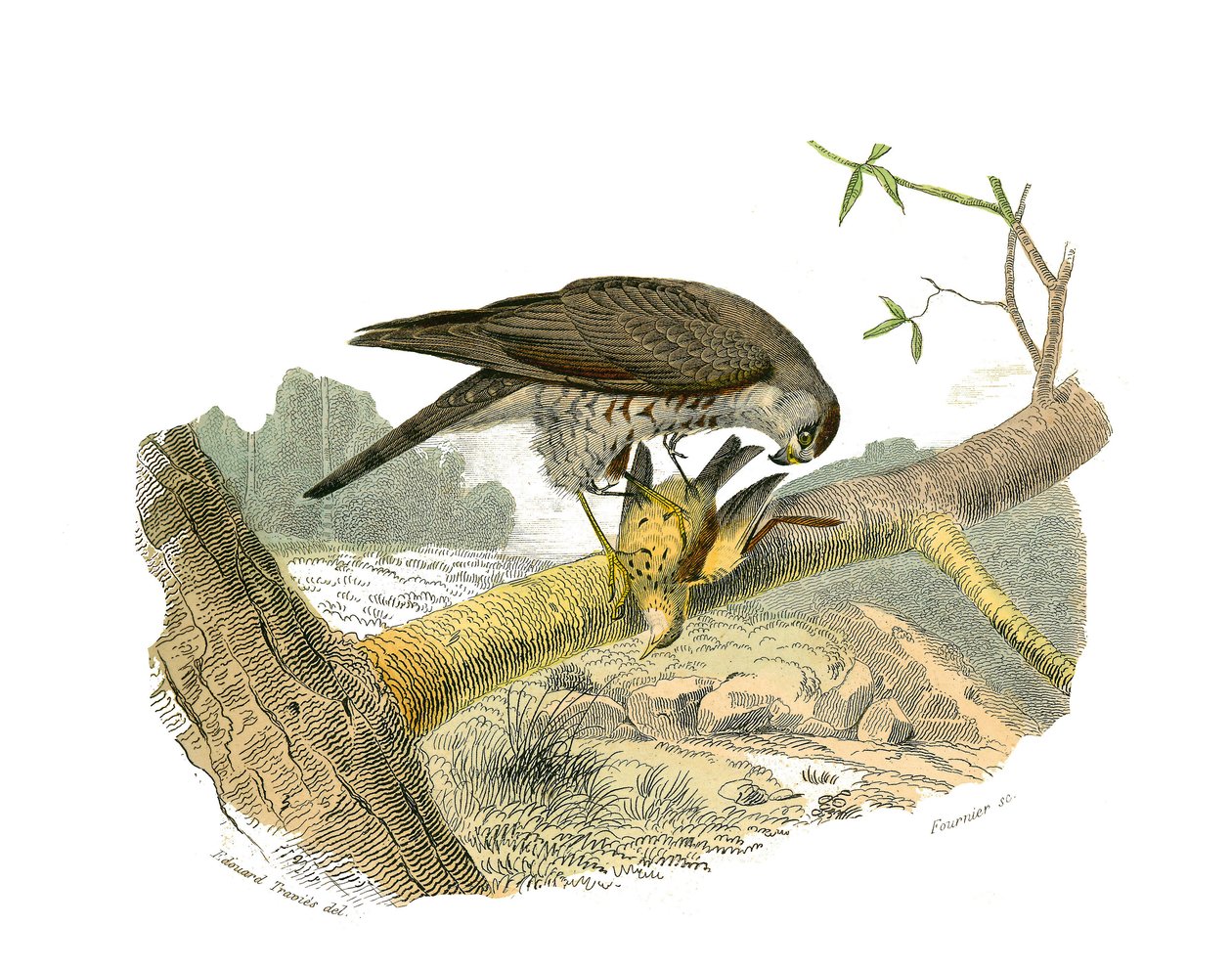Natural History Board: Zoologická tabule představující dravce v noci. Jestřáb. Deska čerpaná z devíti svazků o ptácích v „“Works Complete of Buffon”””, kterou napsal přírodovědec Georges Louis Leclerc, hrabě z Buffonu (1707-1788) v letech 1749 až 17 od Edouard Travies
