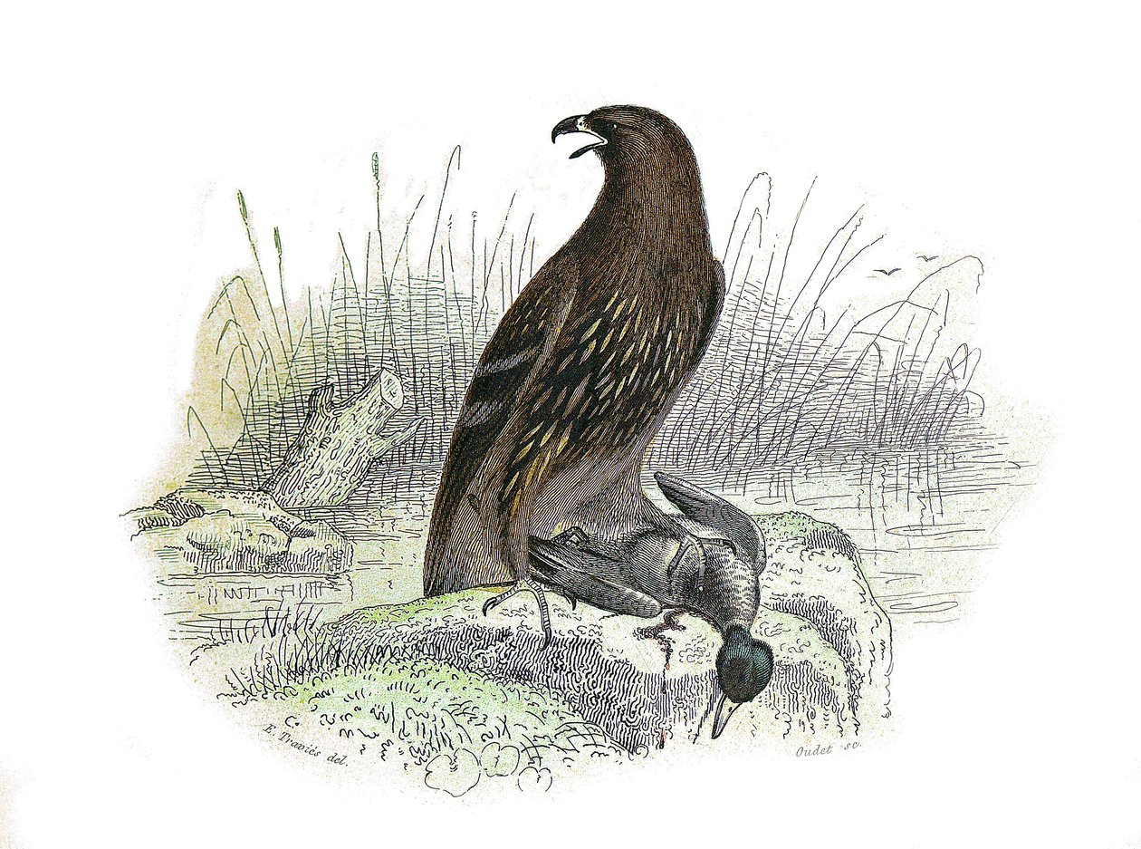 Natural History Board: Zoologická tabule představující dravce v noci. Malý orel. Deska čerpaná z devíti svazků o ptácích v „“Works Complete of Buffon”””, kterou napsal přírodovědec Georges Louis Leclerc, hrabě z Buffonu (1707-1788) v letech 174 od Edouard Travies