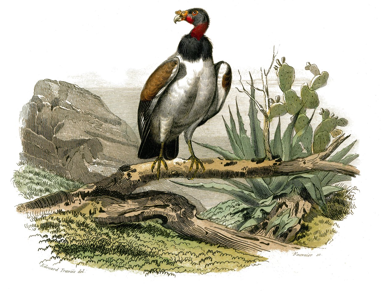 Natural History Board: Zoologická tabule představující dravce v noci. Malý sup. Deska čerpaná z devíti svazků o ptácích v „“Works Complete of Buffon”””, kterou napsal přírodovědec Georges Louis Leclerc, hrabě z Buffonu (1707-1788) mezi 1. od Edouard Travies