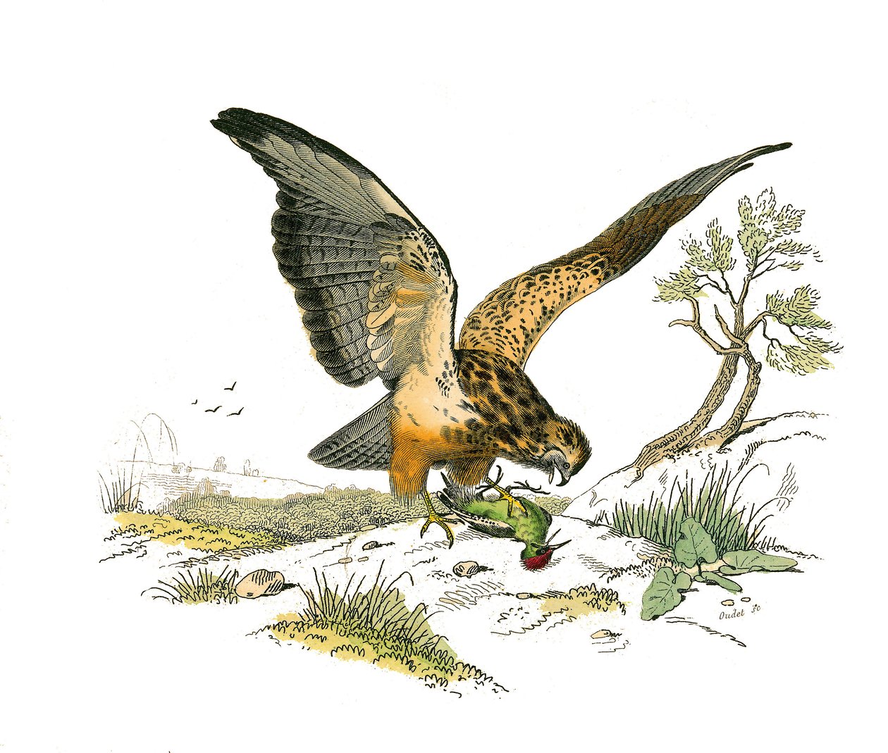 Natural History Board: Zoologická tabule představující dravce v noci. Tryska. Deska čerpaná z devíti svazků o ptácích v "" Works Complete of Buffon """, kterou napsal přírodovědec Georges Louis Leclerc, hrabě z Buffonu (1707-1788) v letech 1749 až od Edouard Travies