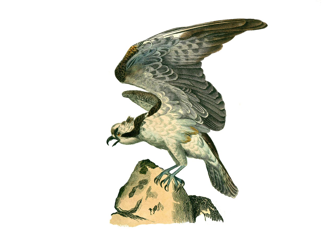 Natural History Board: Zoologická tabule představující dravce v noci. Orlej říční. Deska čerpaná z devíti svazků o ptácích v "" Works Complete of Buffon """, kterou napsal přírodovědec Georges Louis Leclerc, hrabě z Buffonu od Edouard Travies