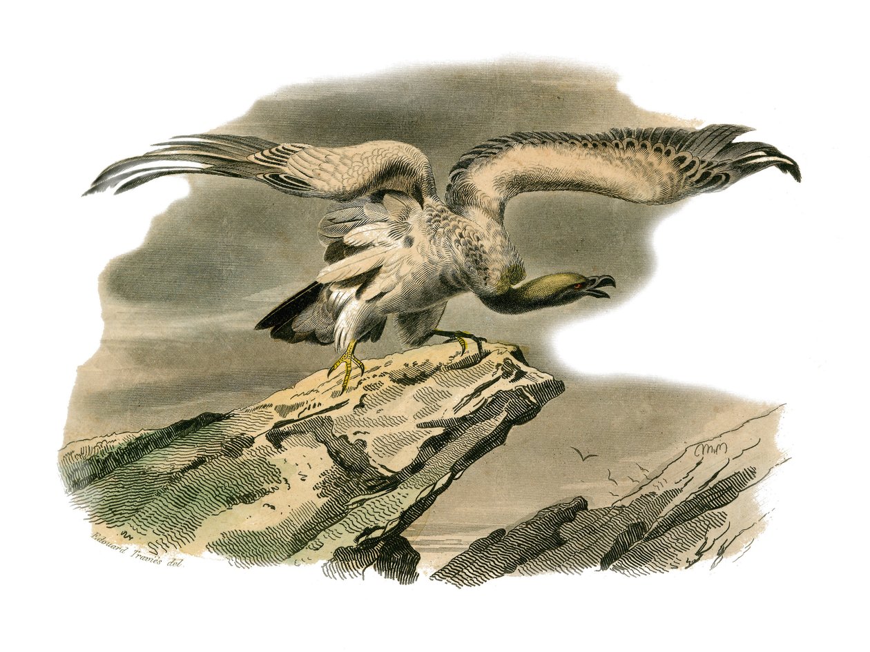 Natural History Board: Zoologická tabule představující dravce v noci. Perknoptéra. Deska čerpaná z devíti svazků o ptácích v "" Works Complete of Buffon """, kterou napsal přírodovědec Georges Louis Leclerc, hrabě z Buffonu (1707-1788) v letech 1749 od Edouard Travies