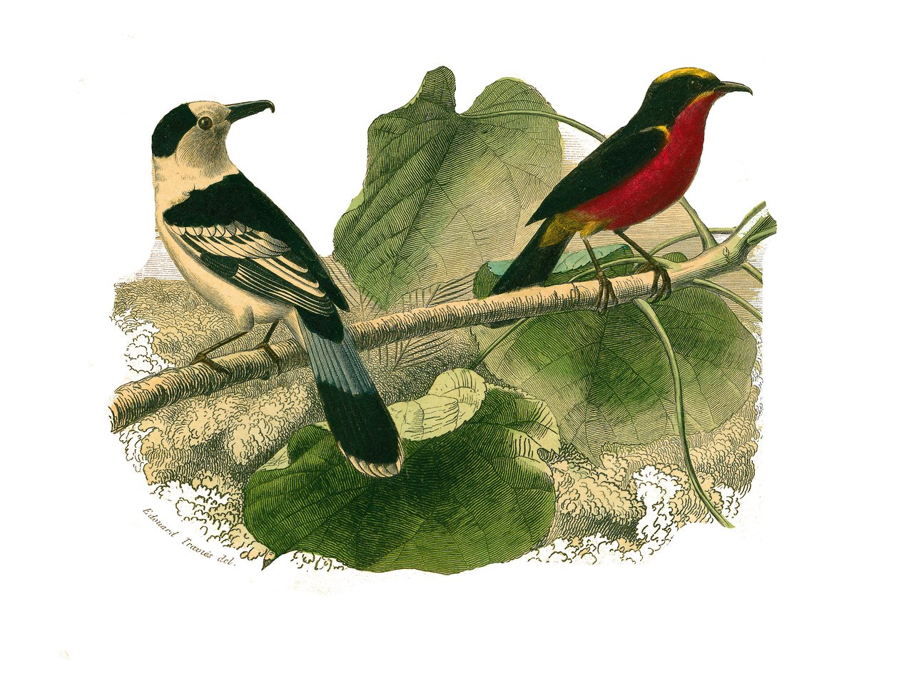 Natural History Board: Zoologická tabule představující dravce v noci. Vanga a gonolek. Deska čerpaná z devíti svazků o ptácích v "" Works Complete of Buffon """, kterou napsal přírodovědec Georges Louis Leclerc, hrabě z Buffonu od Edouard Travies