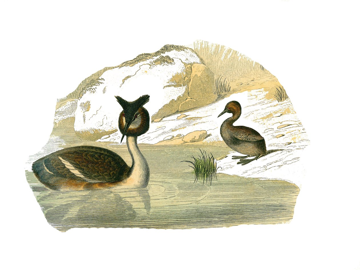 Přírodovědná tabule: Zoologická tabule představující brachypterové palmy od Edouard Travies